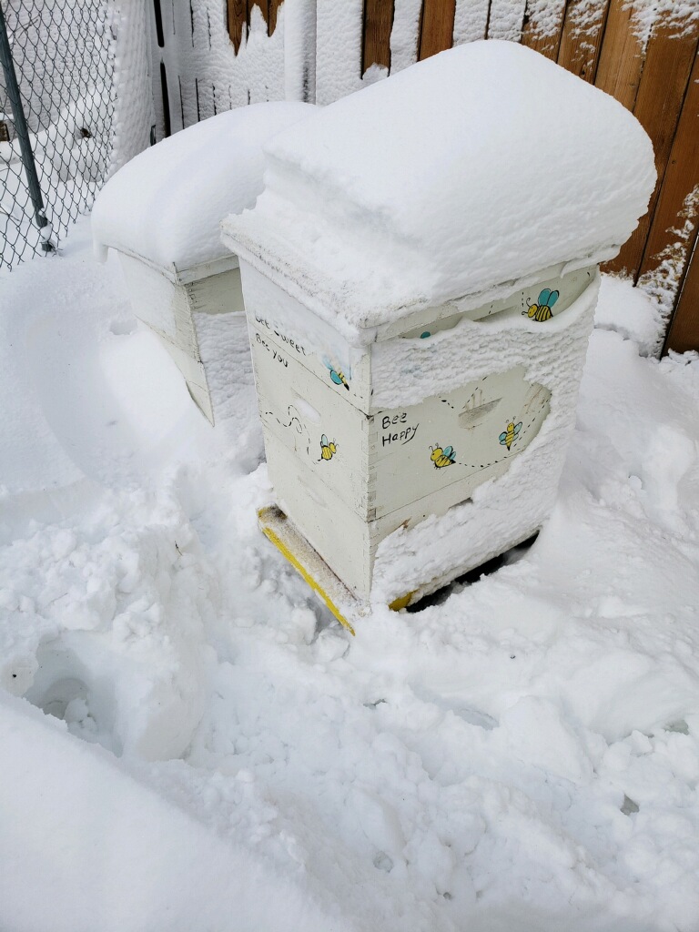 Hives in drifts